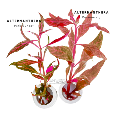 Alternanthera Reineckii 'Pink Sunset' - Aquarium Plants Factory