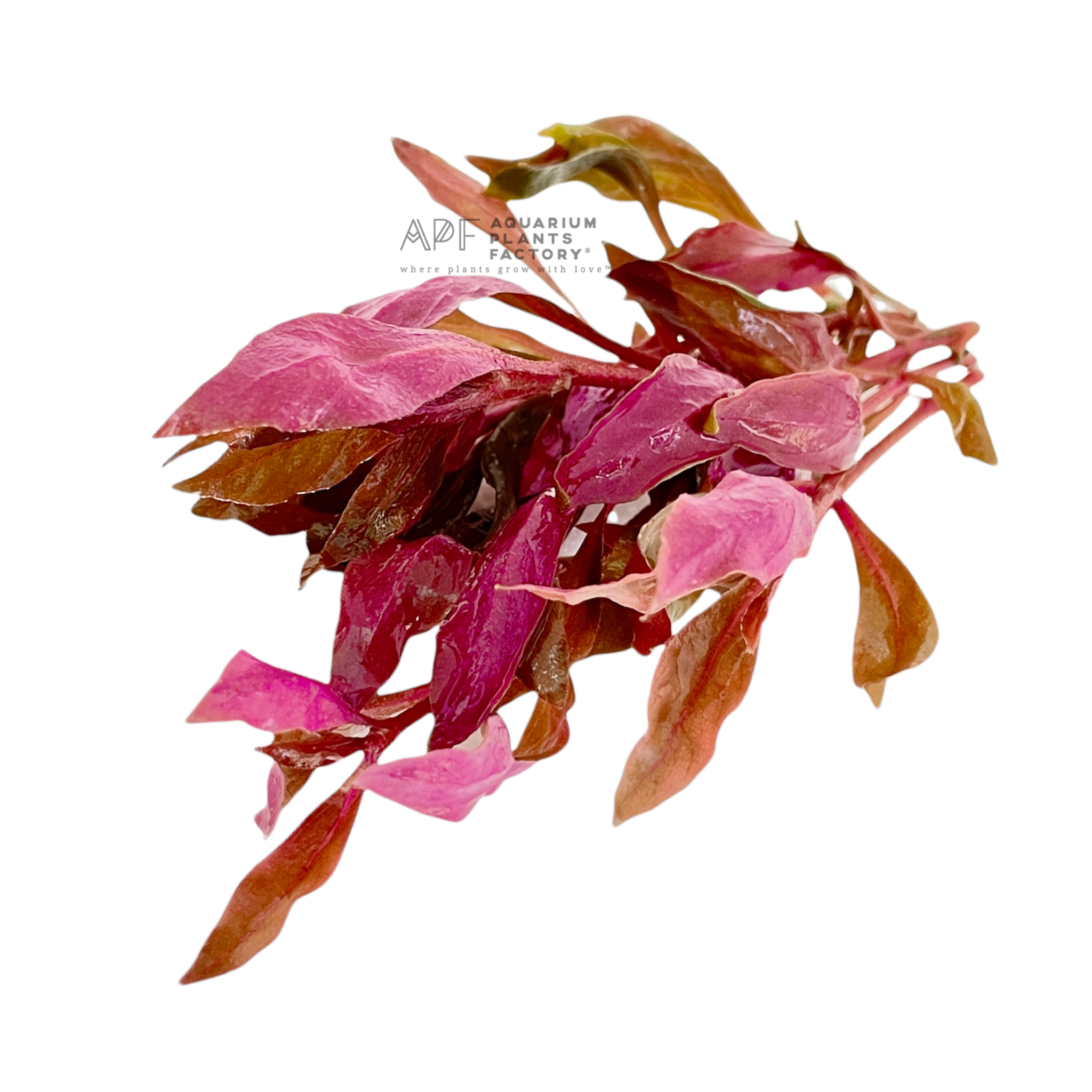 Alternanthera Reineckii 'Super Magenta' - Aquarium Plants Factory