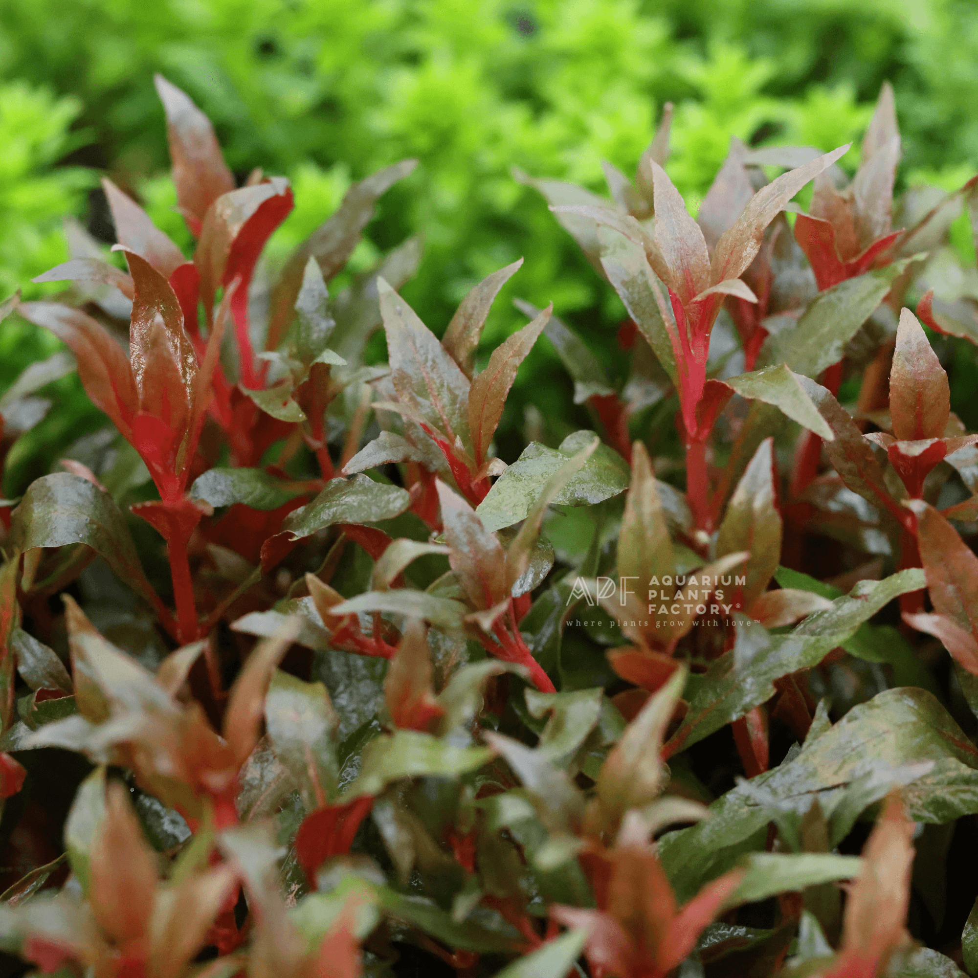 Alternanthera Reineckii 'Super Magenta' APF Aquarium Plants Factory®