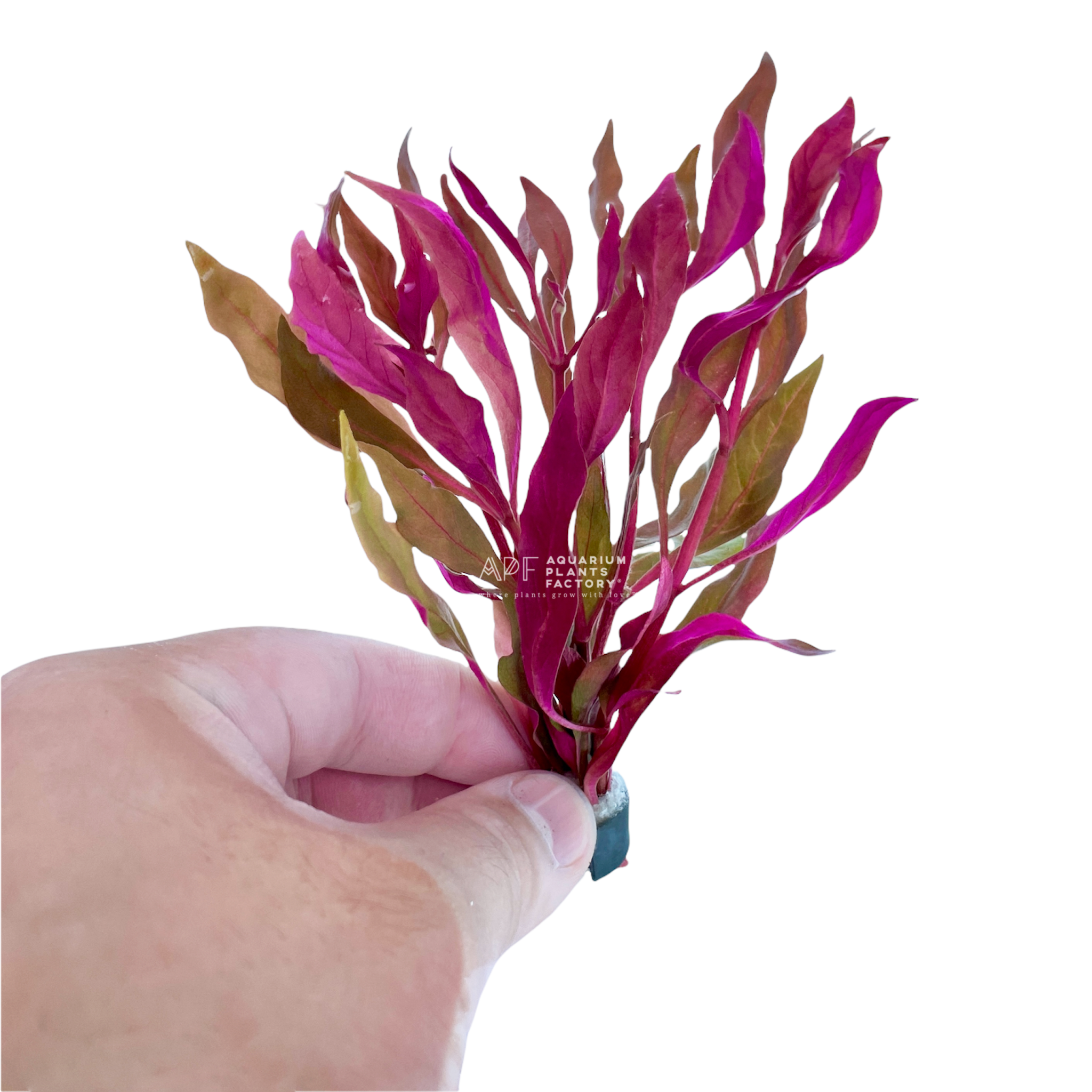 Alternanthera Reineckii 'Super Magenta' - Aquarium Plants Factory