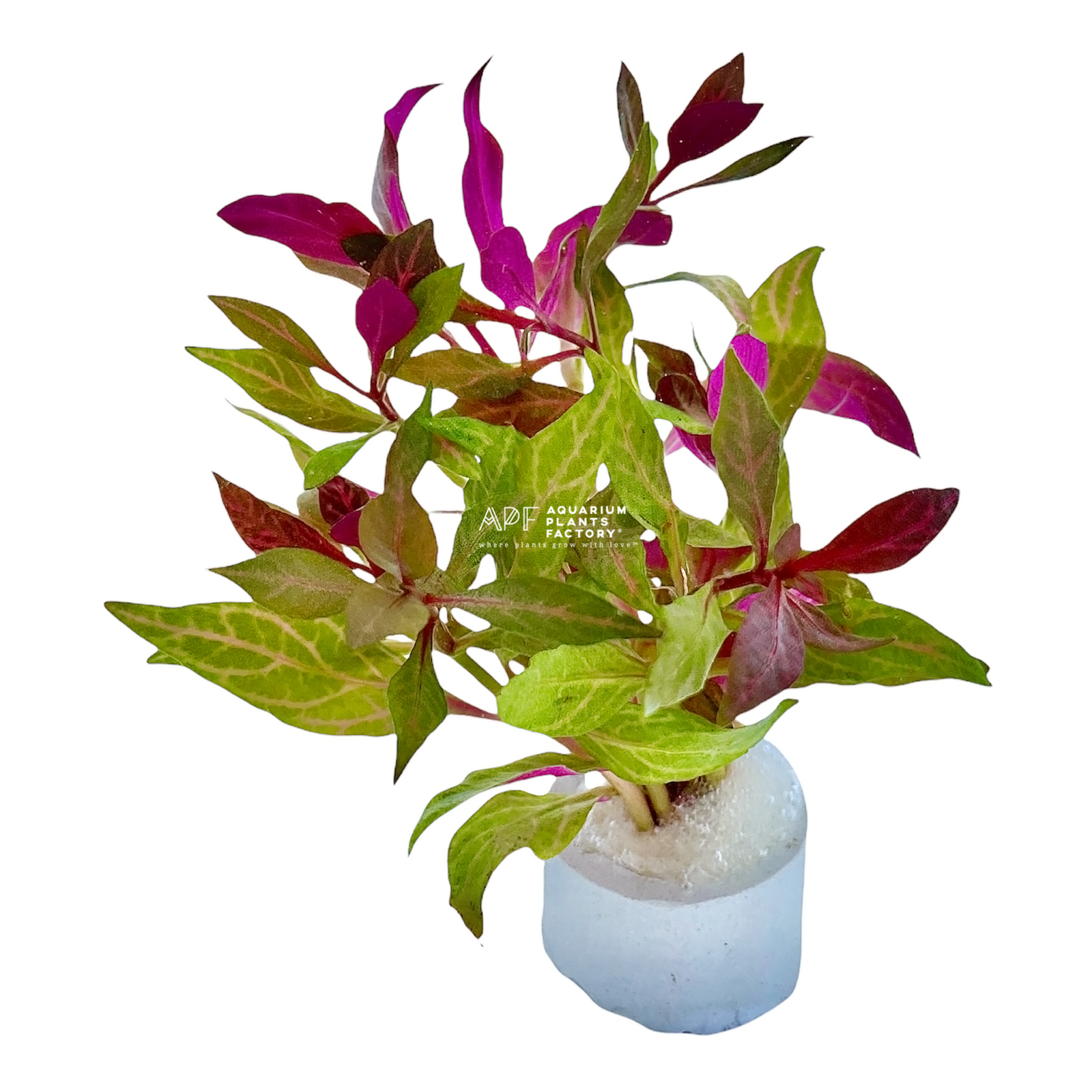 Alternanthera Rosanervig - Aquarium Plants Factory