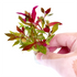 Alternanthera Rosanervig - Aquarium Plants Factory