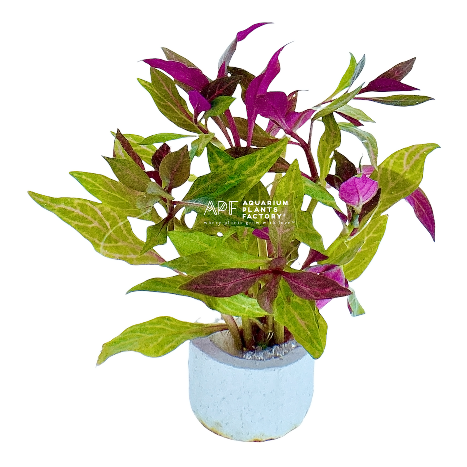 Alternanthera Rosanervig - Aquarium Plants Factory