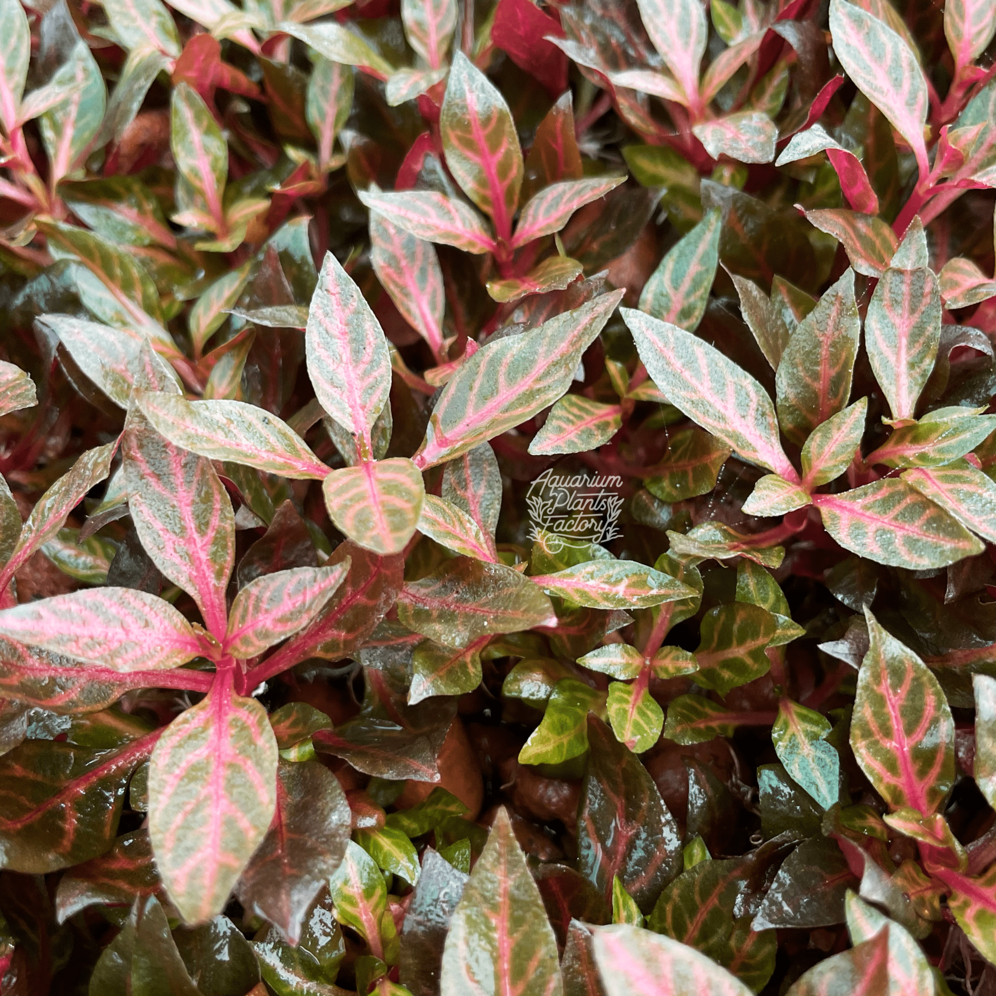 Alternanthera Rosanervig 'Mini' - Aquarium Plants Factory