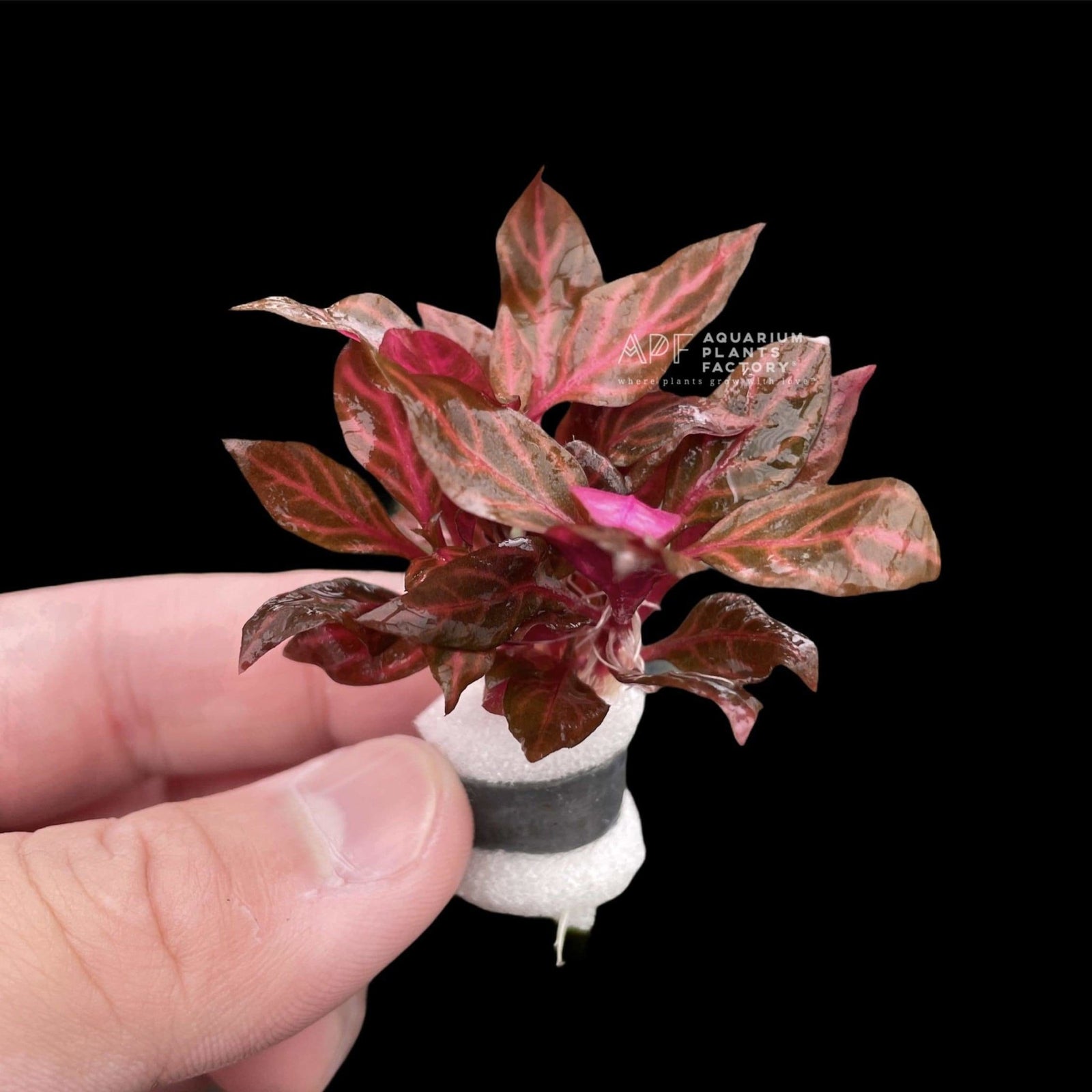 Alternanthera Rosanervig 'Mini' - Aquarium Plants Factory