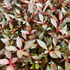 Alternanthera Rosanervig 'Mini' - Aquarium Plants Factory