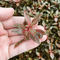 Alternanthera Rosanervig 'Mini' - Aquarium Plants Factory