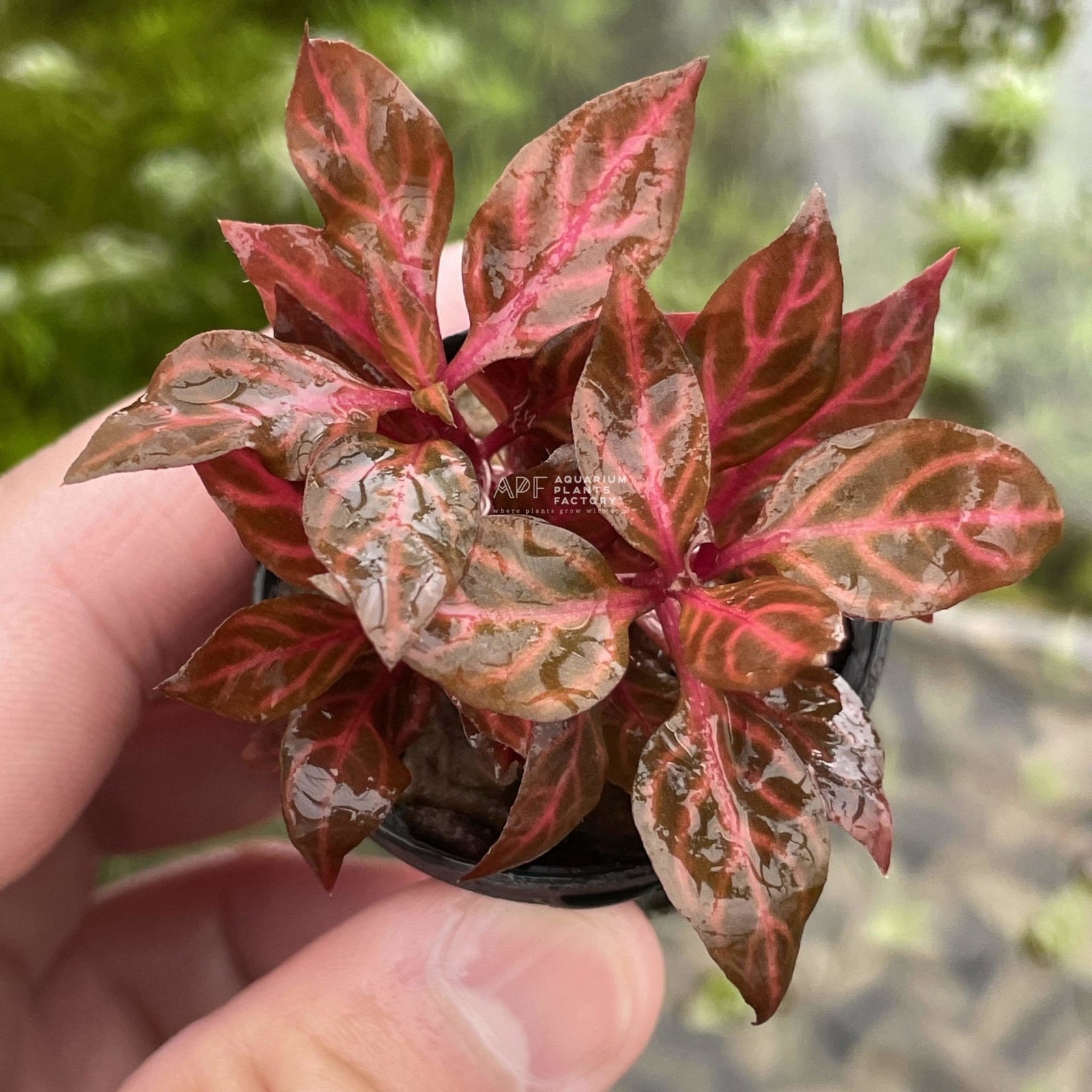 Alternanthera Rosanervig 'Mini' - Aquarium Plants Factory