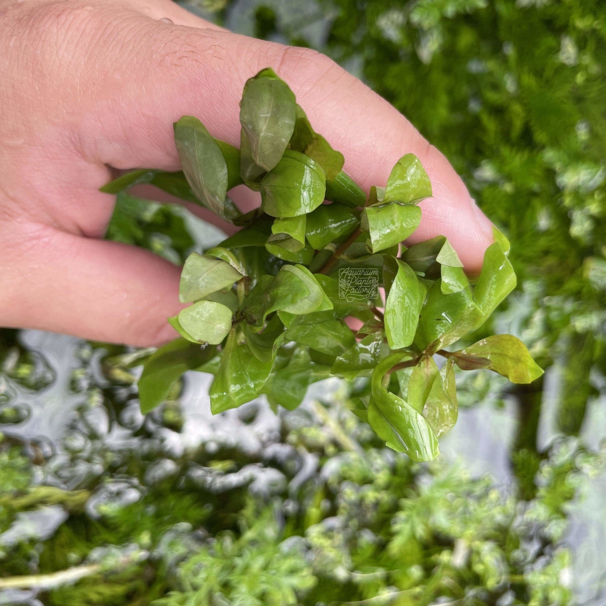 Ammannia Gracilis