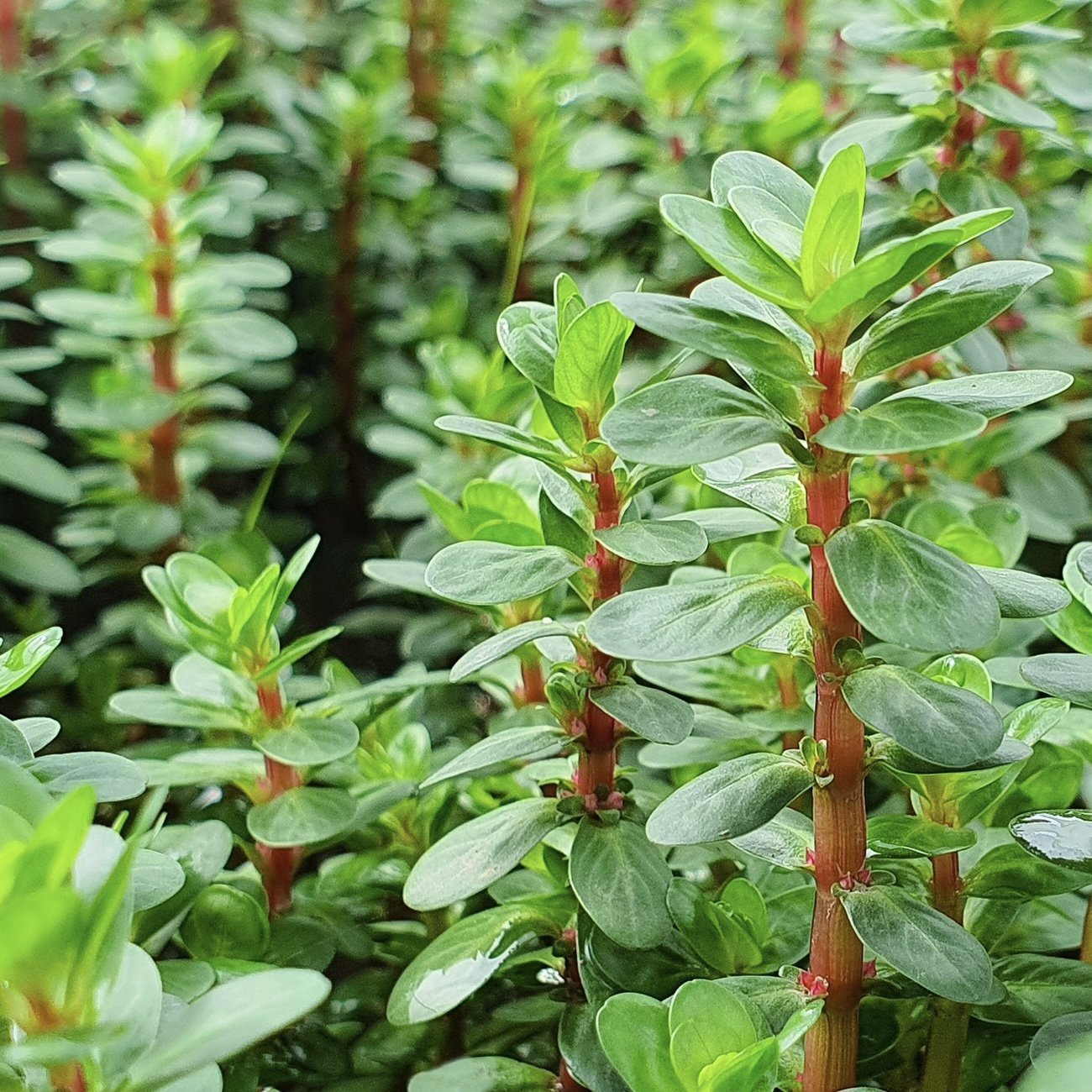 Rotala Indica 'Bonsai,' also known as the true Rotala Indica, is often confused with Rotala Rotundifolia, a completely different species. Originally introduced as Ammannia sp. 'Bonsai,' its true identity was confirmed by Cavan Allen in 2009.