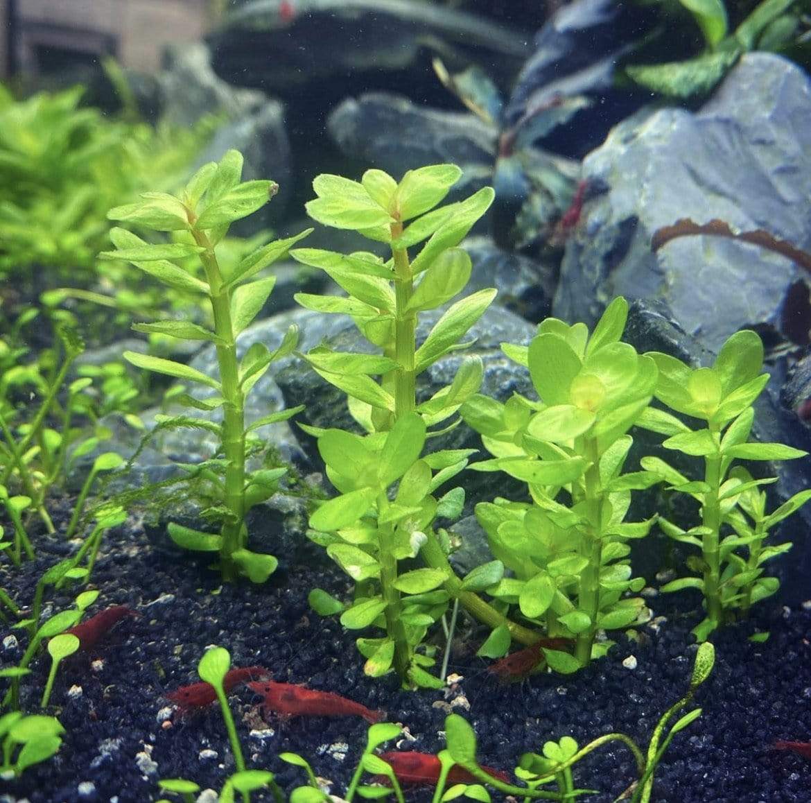 Rotala Indica 'Bonsai' is characterized by its thick, round leaves, with the tips turning a beautiful reddish hue under strong lighting. Unlike Rotala Rotundifolia, which tends to creep under intense light, Rotala Indica 'Bonsai' grows straight and upright, making it a striking addition to any aquascape.