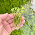 Rotala Indica 'Bonsai' / Ammania sp. 'Bonsai' - Aquarium Plants Factory