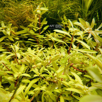 Ammannia pedicellata ‘Golden’ APF Aquarium Plants Factory