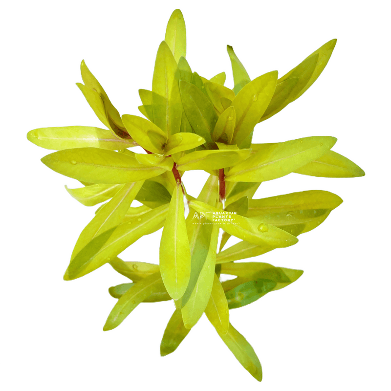 Ammannia pedicellata ‘Golden’ - Aquarium Plants Factory