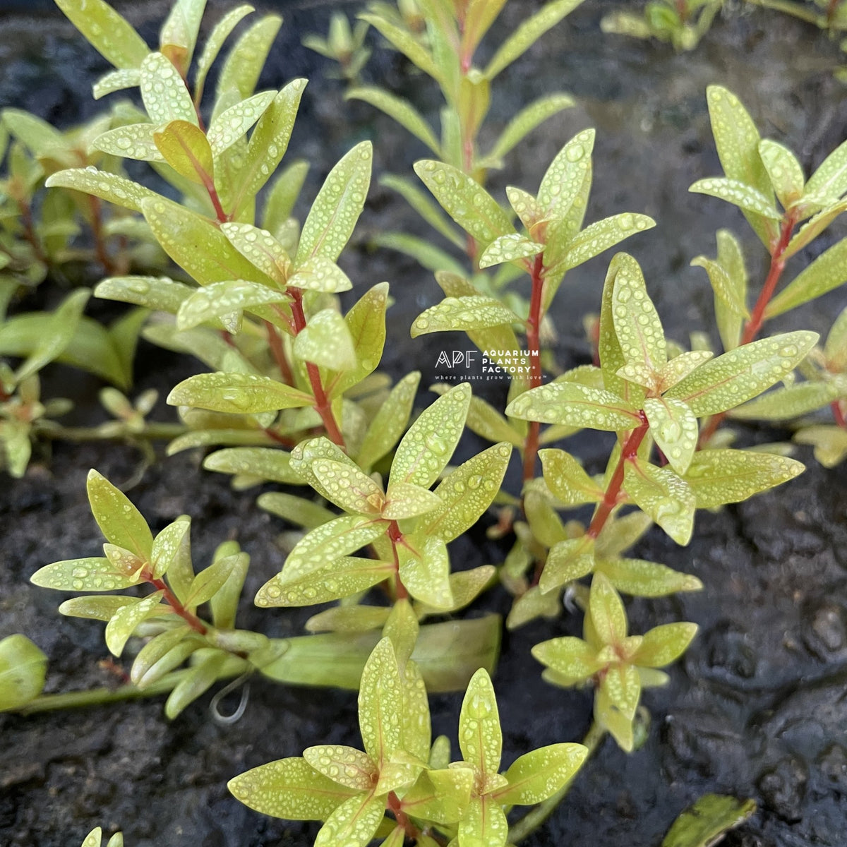 Ammannia pedicellata ‘Golden’ Emerged Grow APF Aquarium Plants Factory