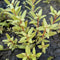 Ammannia pedicellata ‘Golden’ Emerged Grow APF Aquarium Plants Factory