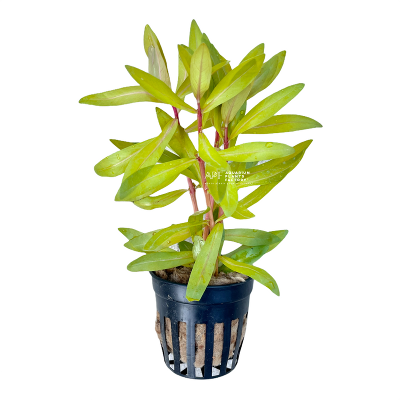 Ammannia pedicellata ‘Golden’ Potted APF Aquarium Plants Factory
