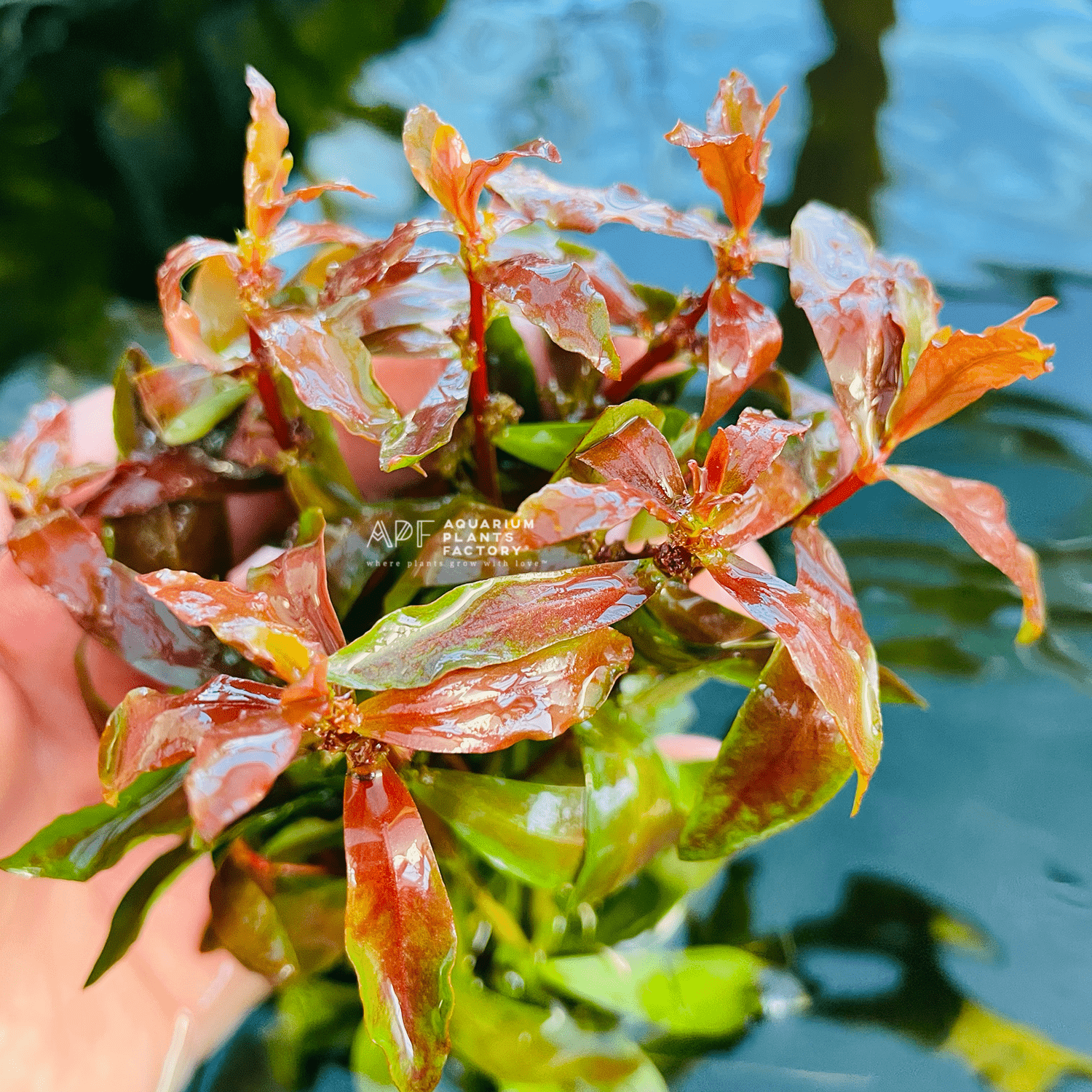 Ammannia Praetermissa - Aquarium Plants Factory