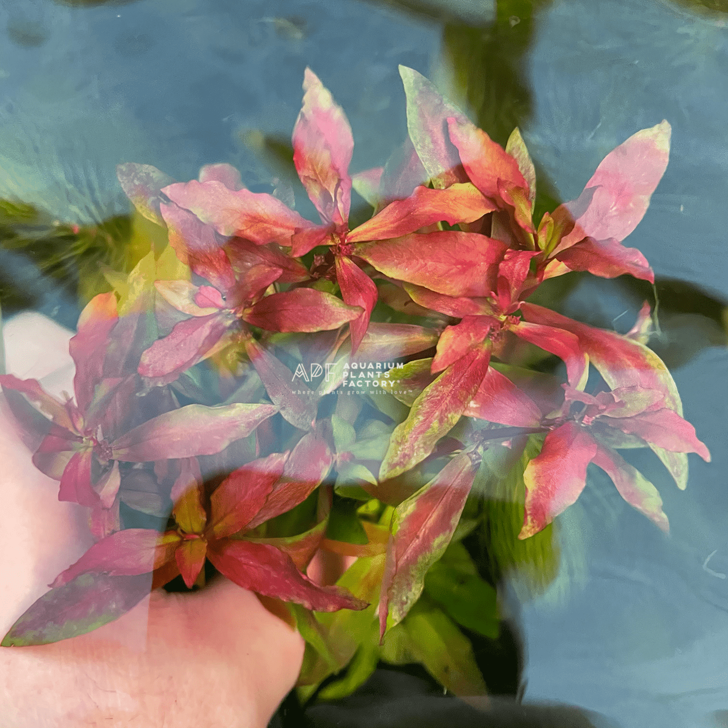 Ammannia Praetermissa - Aquarium Plants Factory