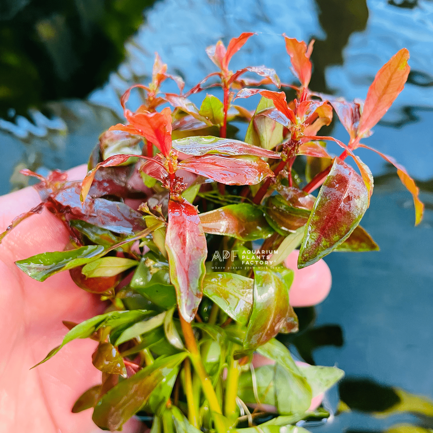 Ammannia Praetermissa - Aquarium Plants Factory