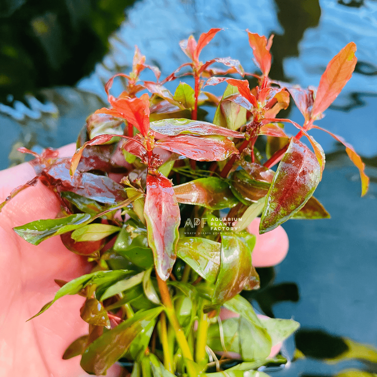 Ammannia Praetermissa, photo 2