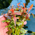 Ammannia Praetermissa - Aquarium Plants Factory
