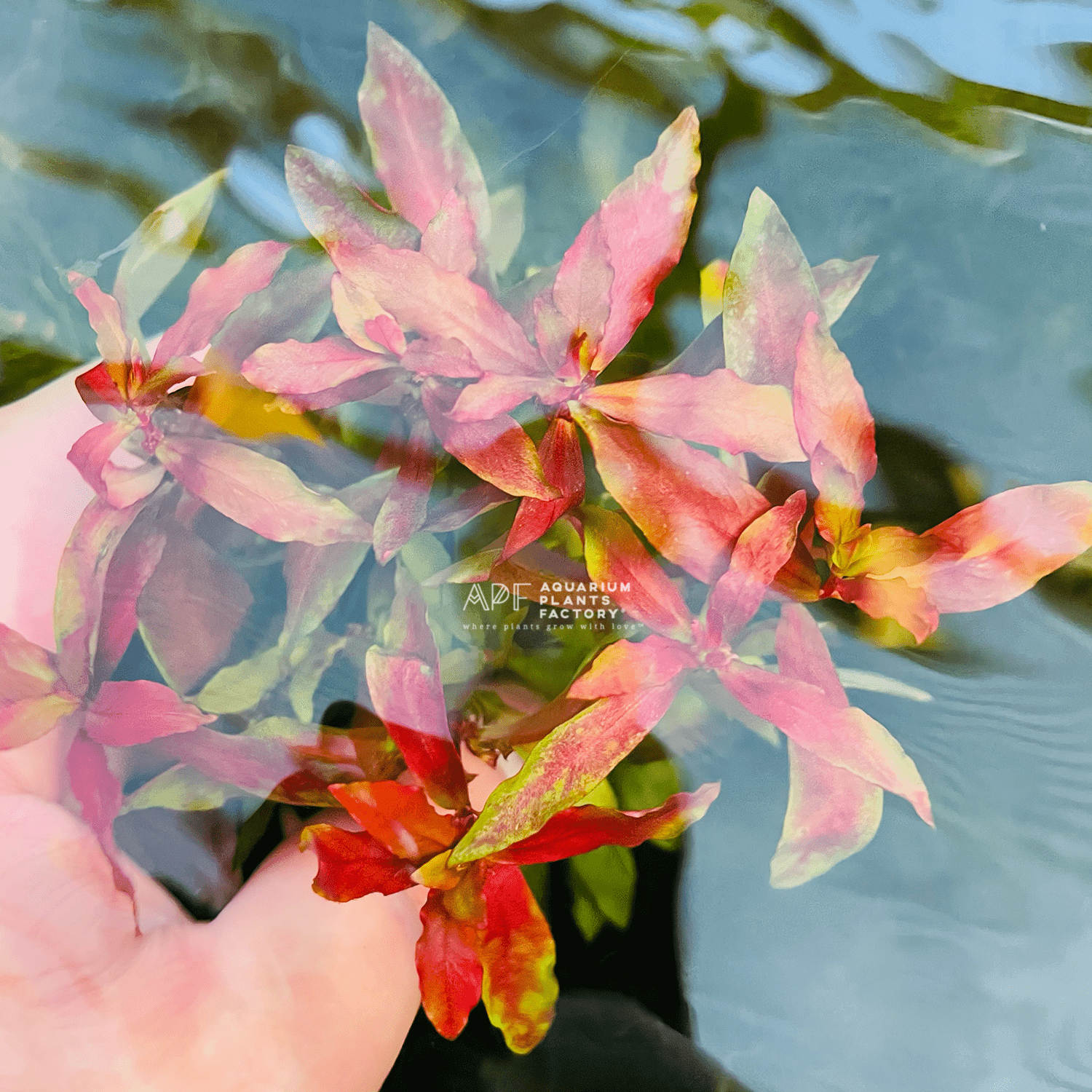 Ammannia Praetermissa - Aquarium Plants Factory