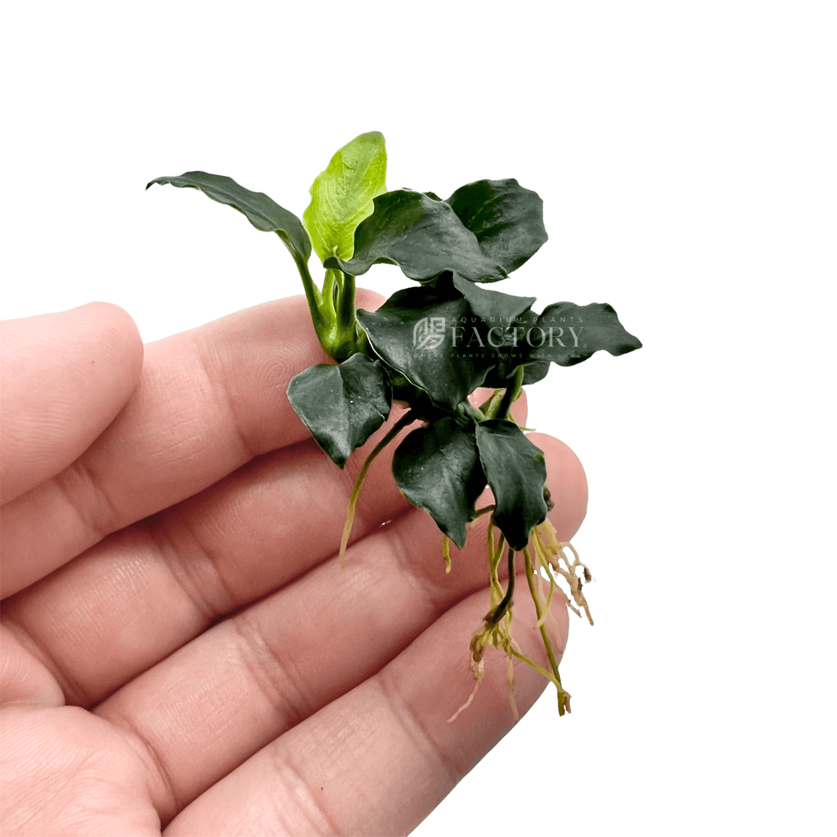Anubias Barteri Dark Angel Bare-root | APF Aquarium Plants Factory®