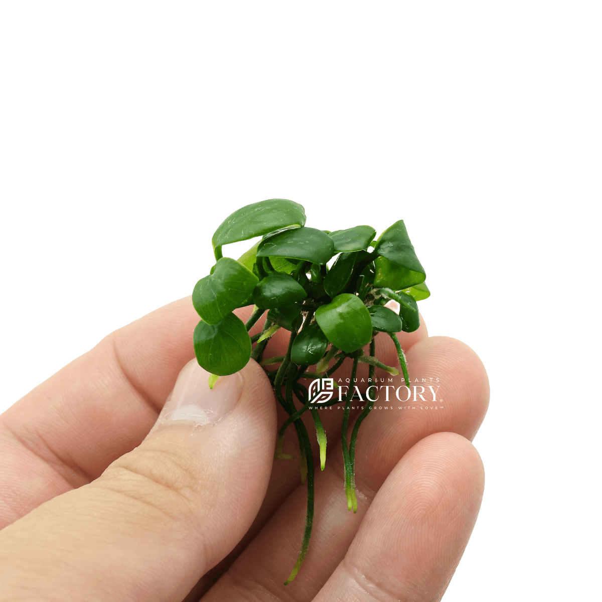 Anubias Barteri [Mini Size] Aquarium Plants Factory®