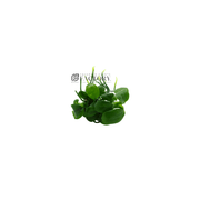 Anubias Barteri [Mini Size] Aquarium Plants Factory®