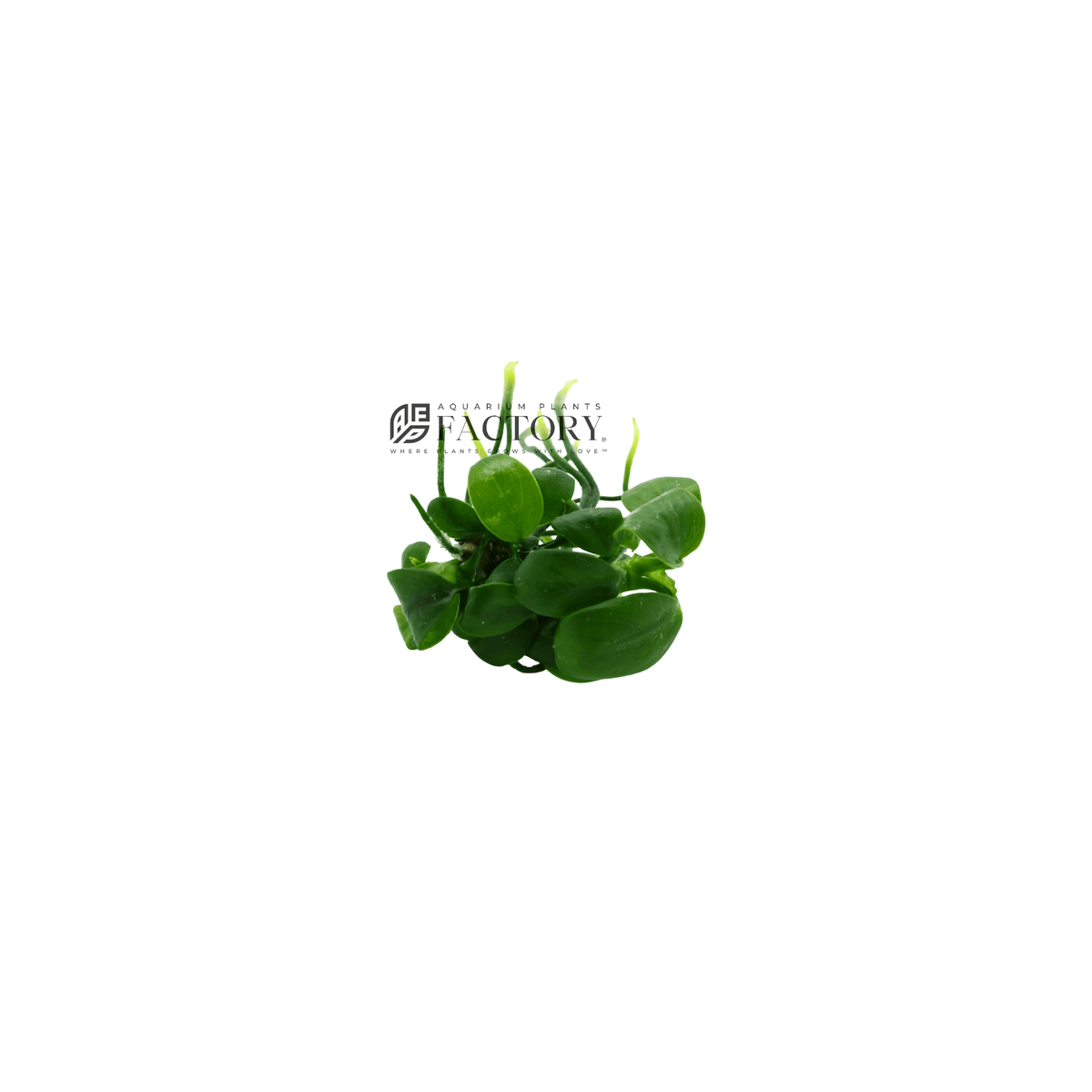 Anubias Barteri [Mini Size] Aquarium Plants Factory®