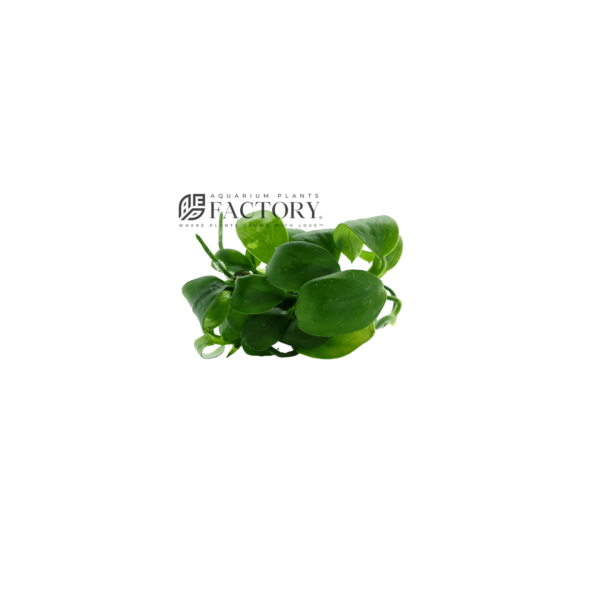 Anubias Barteri [Mini Size] Aquarium Plants Factory®
