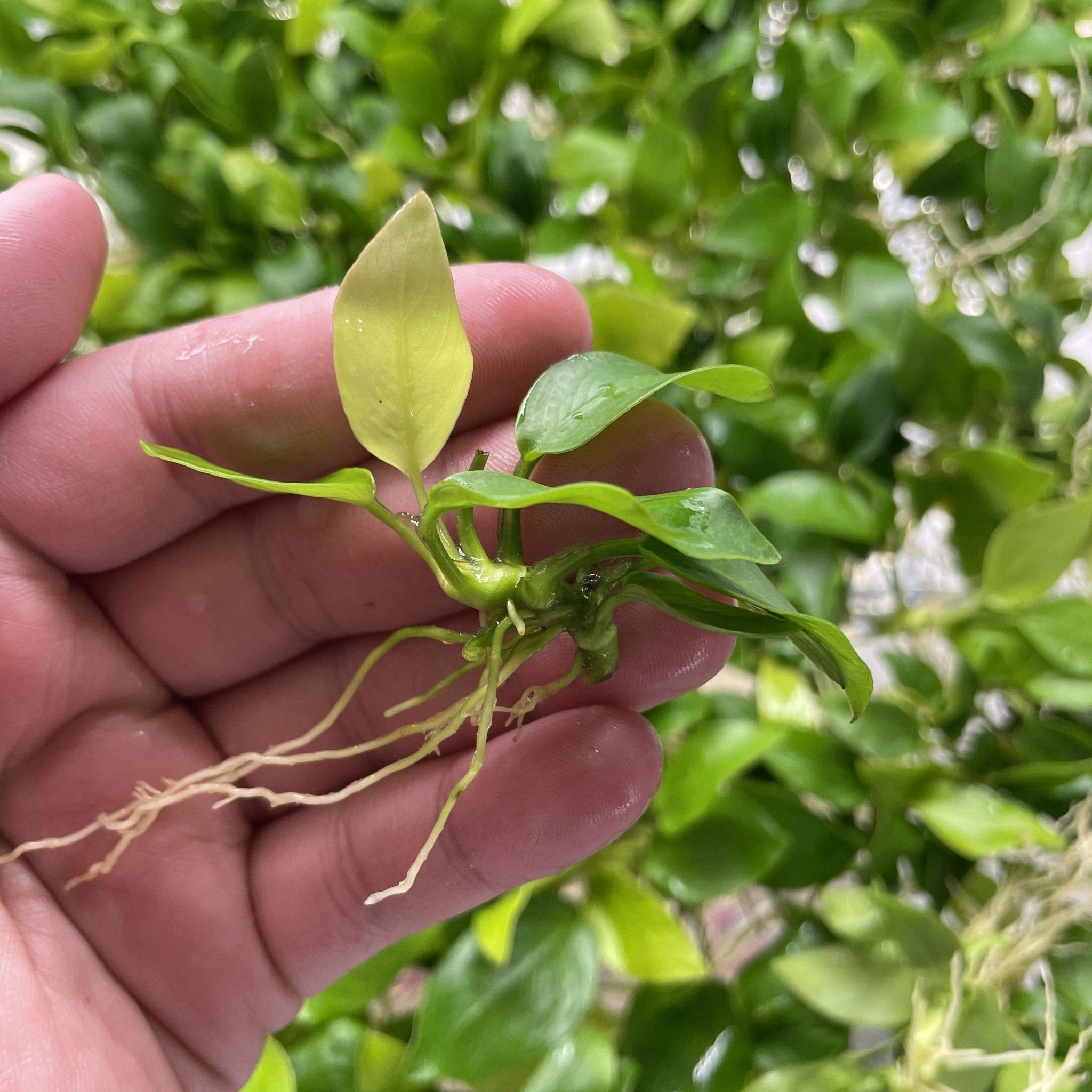 Close-up of Anubias Barteri Nana Golden showing vibrant lime-green and yellow heart-shaped leaves in a freshwater aquarium.