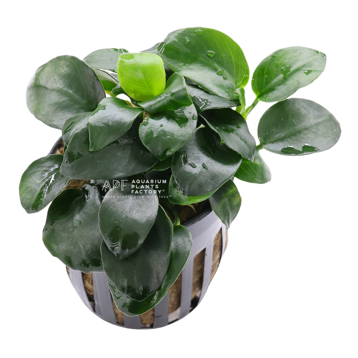 Anubias Barteri Petite Coin Potted Aquarium Plants Factory
