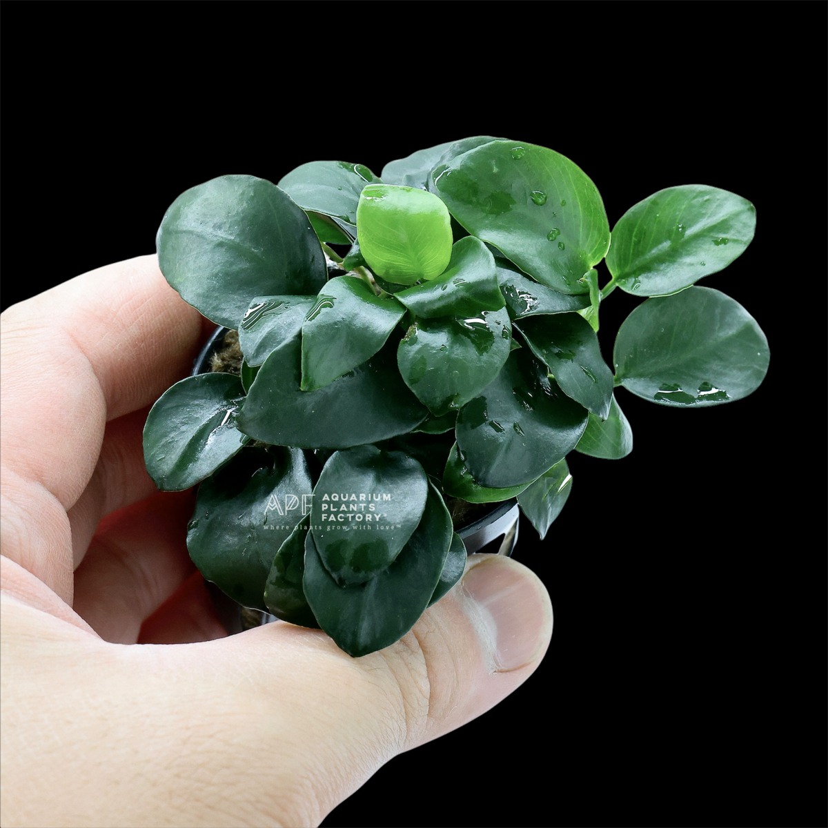 Anubias Barteri Petite Coin