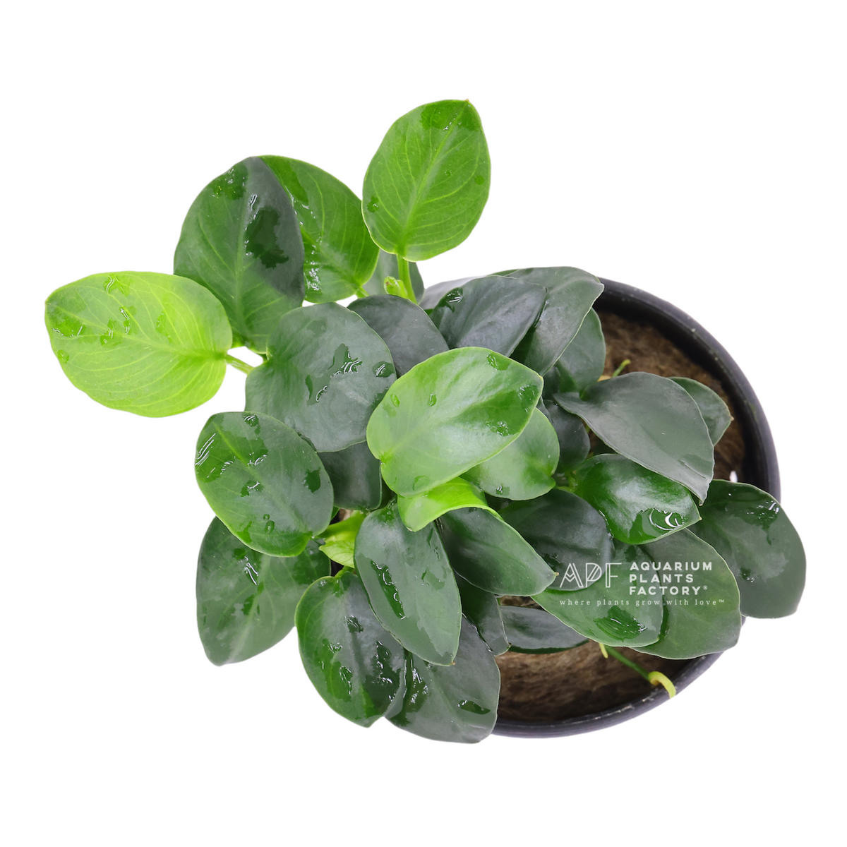 Anubias Barteri Petite Coin