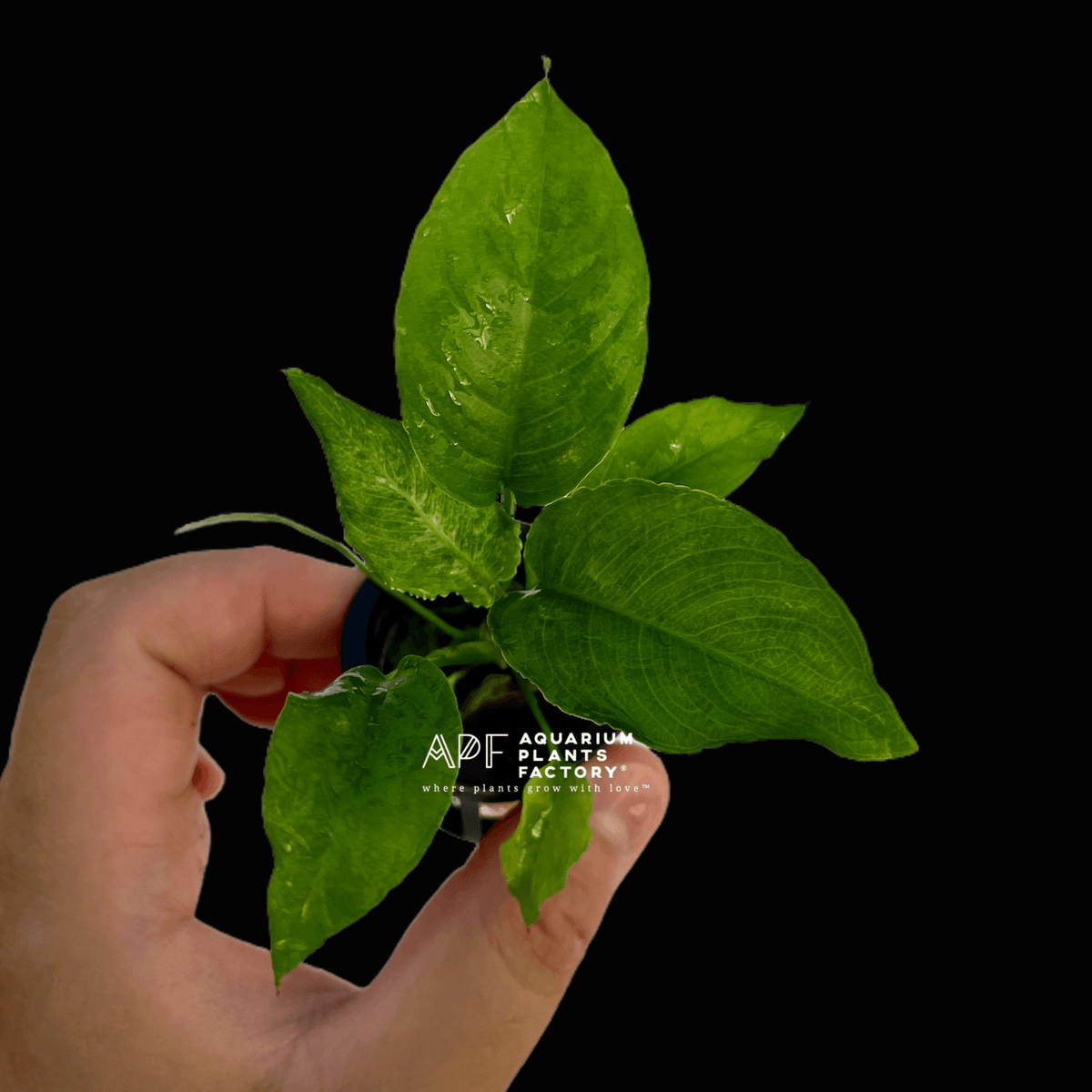 Anubias Heterophylla Potted APF Aquarium Plants Factory®