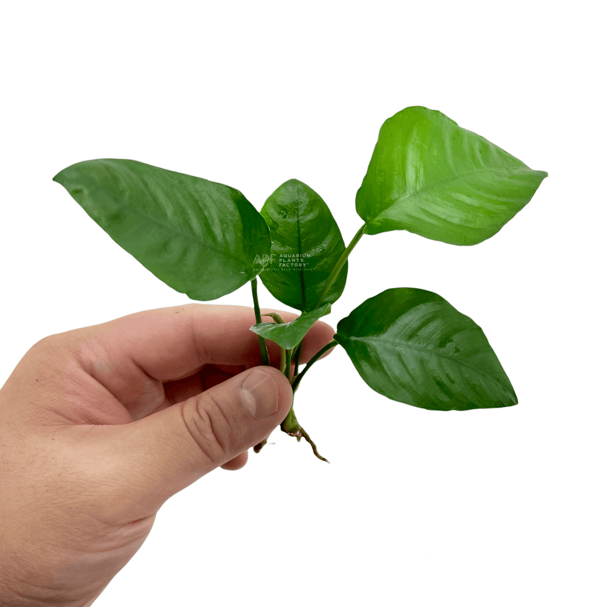 Anubias Barteri Striped aquarium plant, photo 2