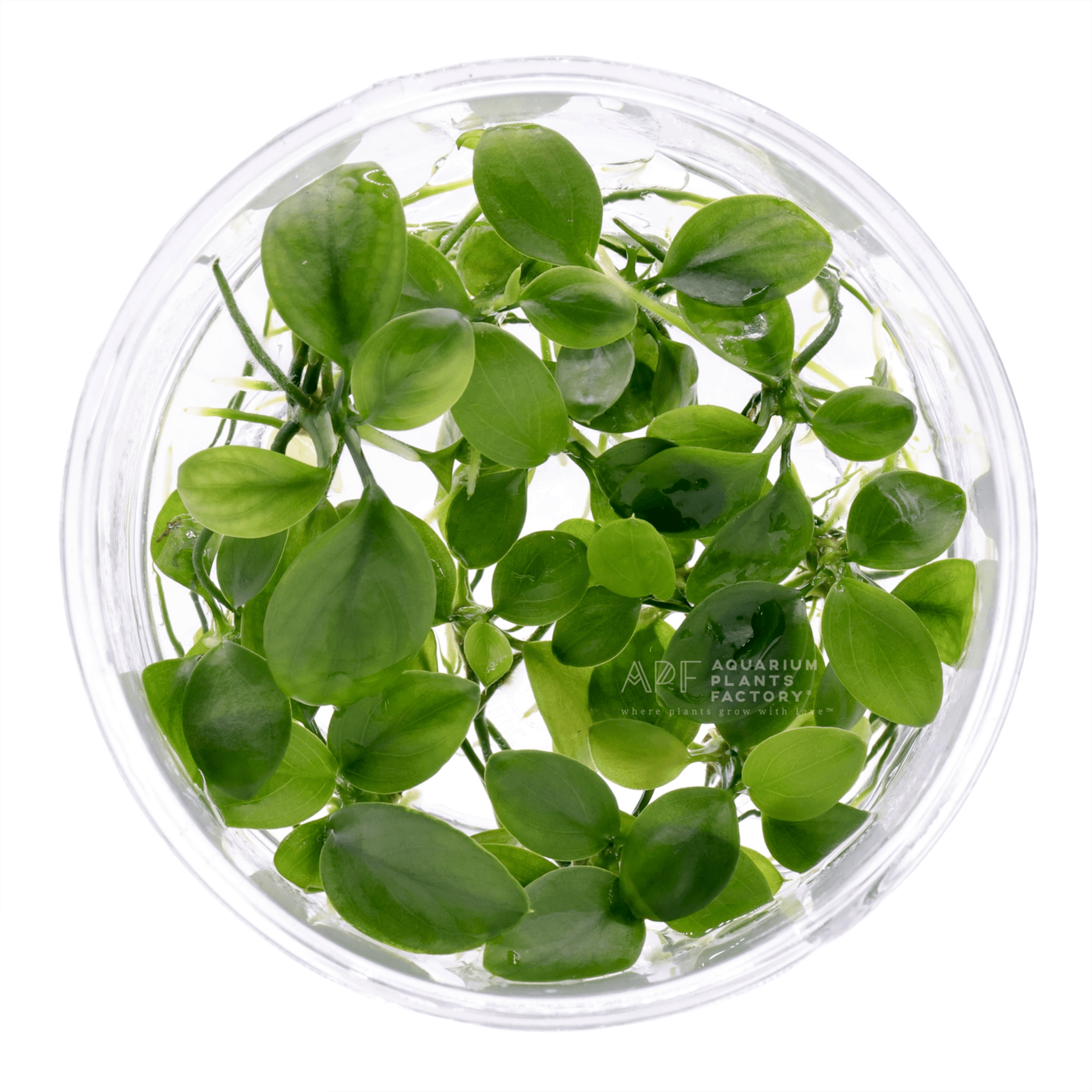 Anubias Barteri - Tissue Culture Cup - Aquarium Plants Factory