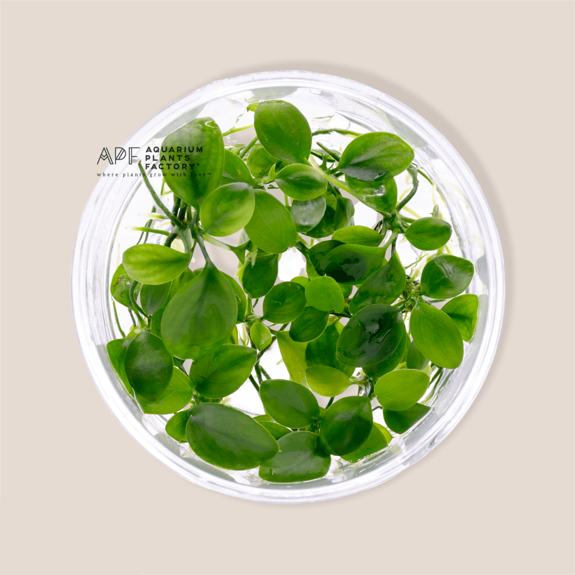 Anubias Barteri - Tissue Culture Cup - Aquarium Plants Factory