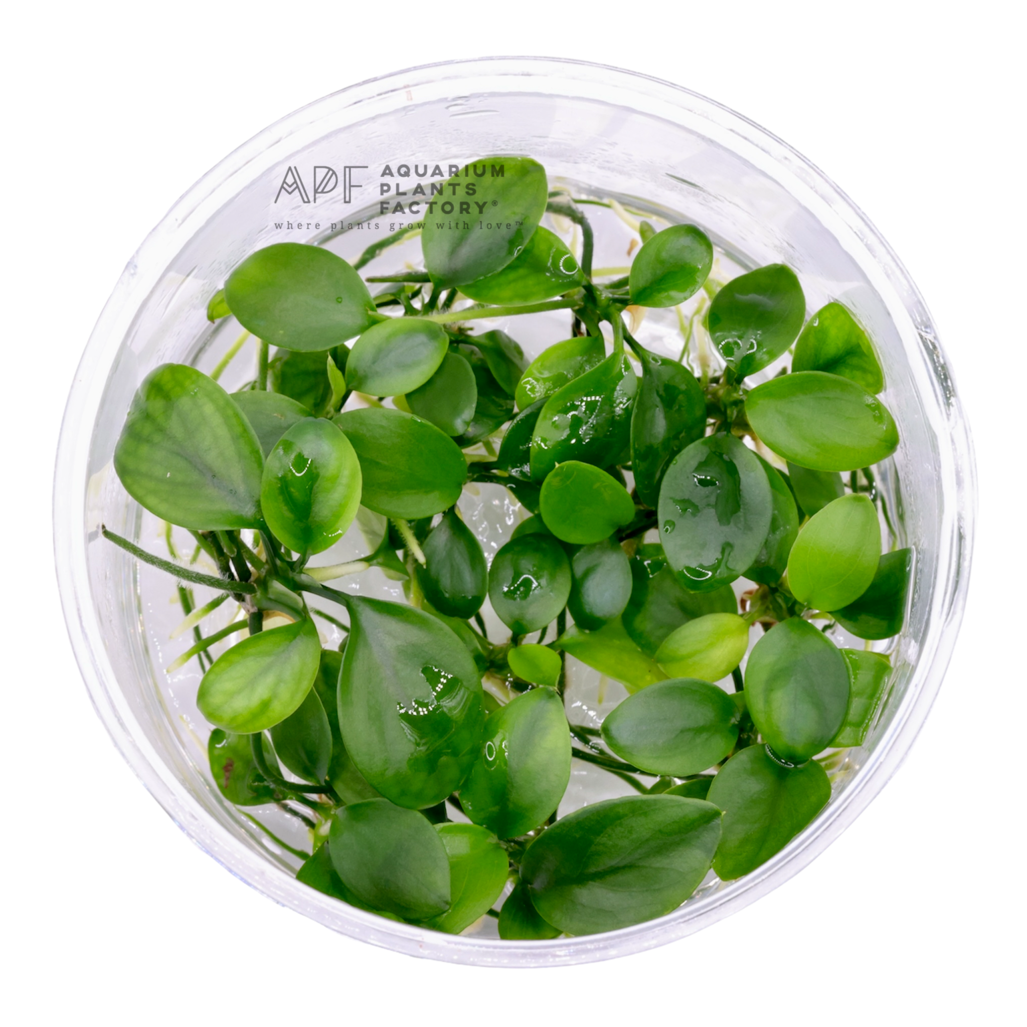 Anubias Barteri - Tissue Culture Cup - Aquarium Plants Factory