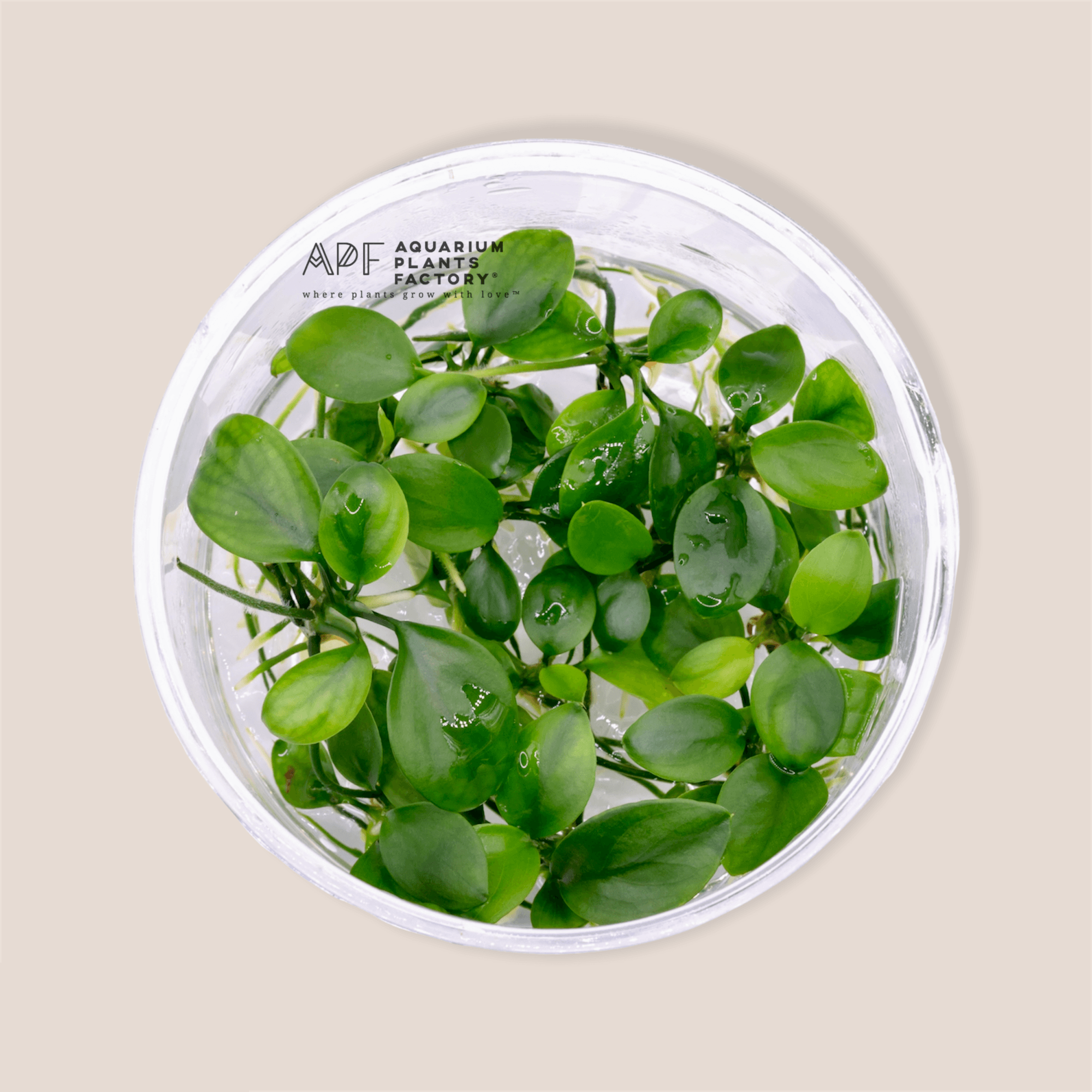 Anubias Barteri - Tissue Culture Cup - Aquarium Plants Factory