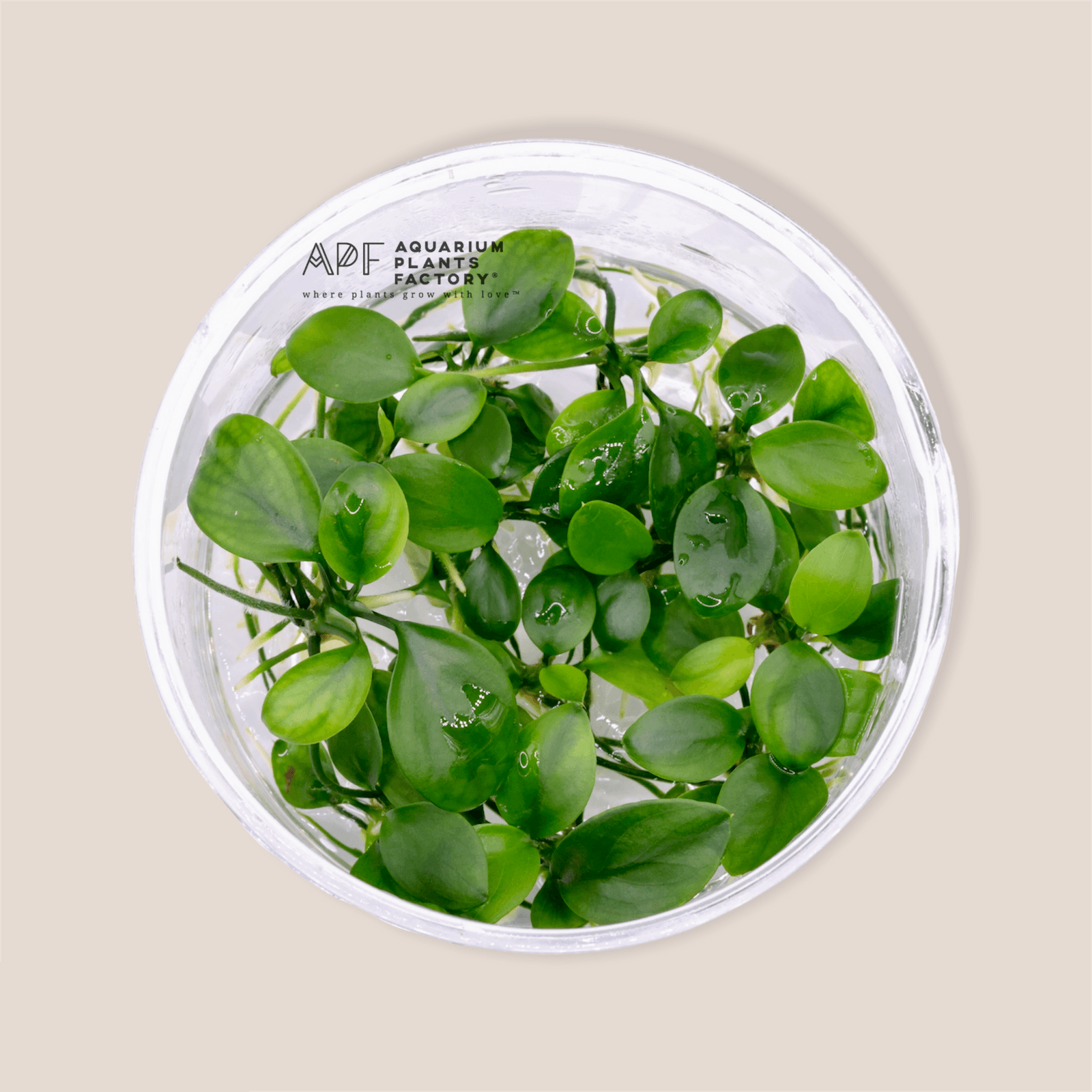 Aquarium Plants Factory Anubias Barteri Vitro Culture