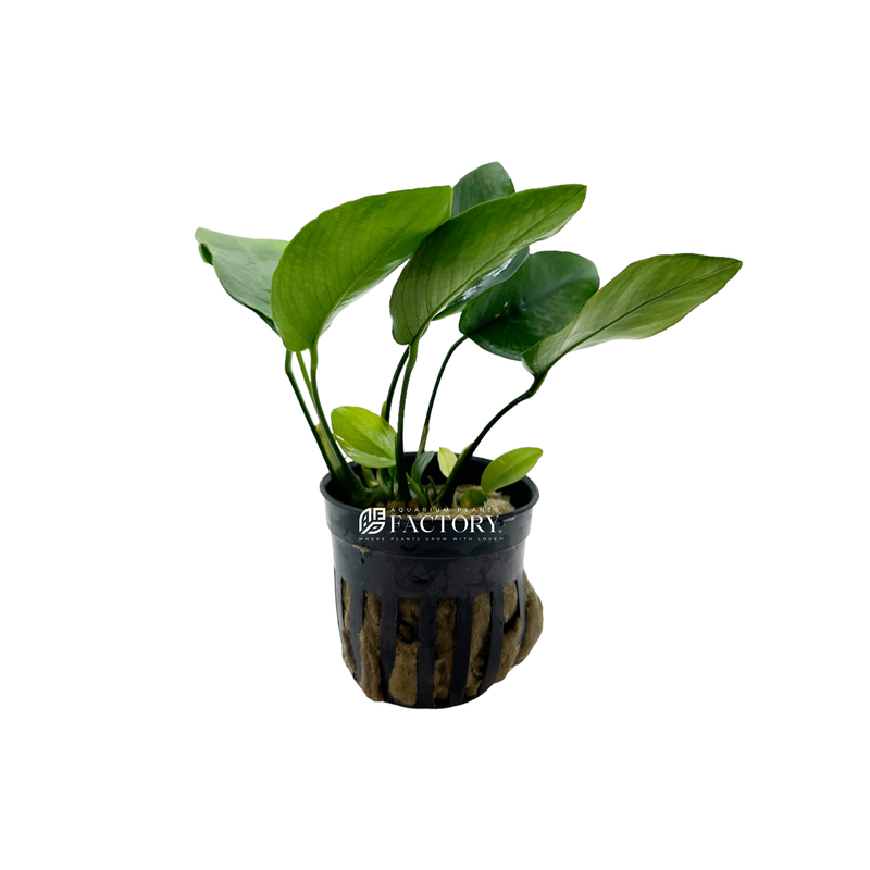 Anubias barteri is a popular species of aquatic plant that belongs to the Araceae family. It is a native of West Africa, where it grows in slow-moving streams, swamps, and other freshwater habitats. Anubias barteri is a hardy and low-maintenance plant that is popular in the aquarium hobby due to its attractive appearance and ease of care.