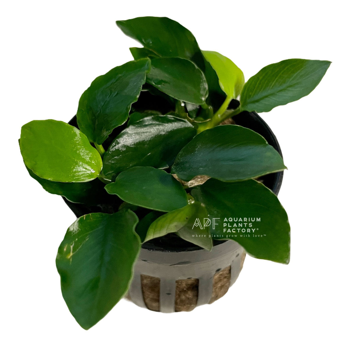 Anubias Bonsai Wavy