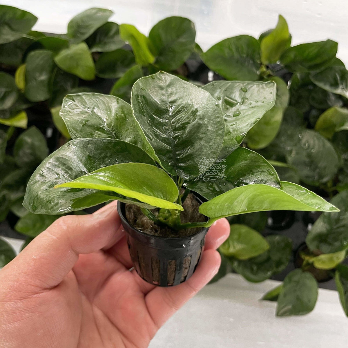 Anubias Butterfly, photo 2
