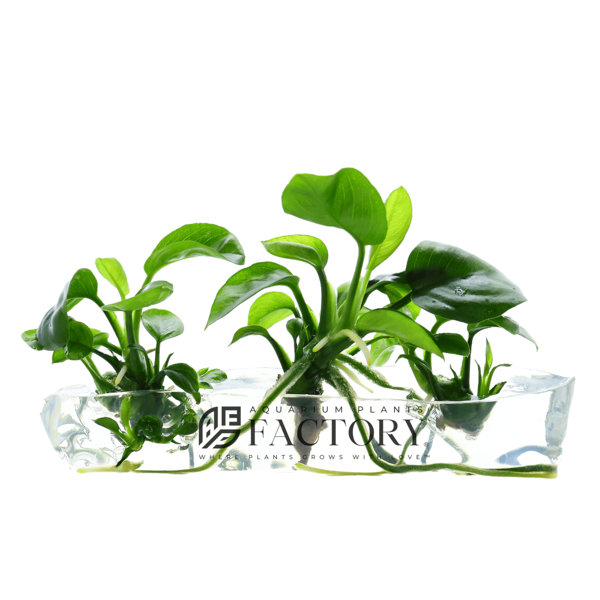 Anubias Butterfly Tissue Culture in Vitro APF Aquarium Plants Factory®