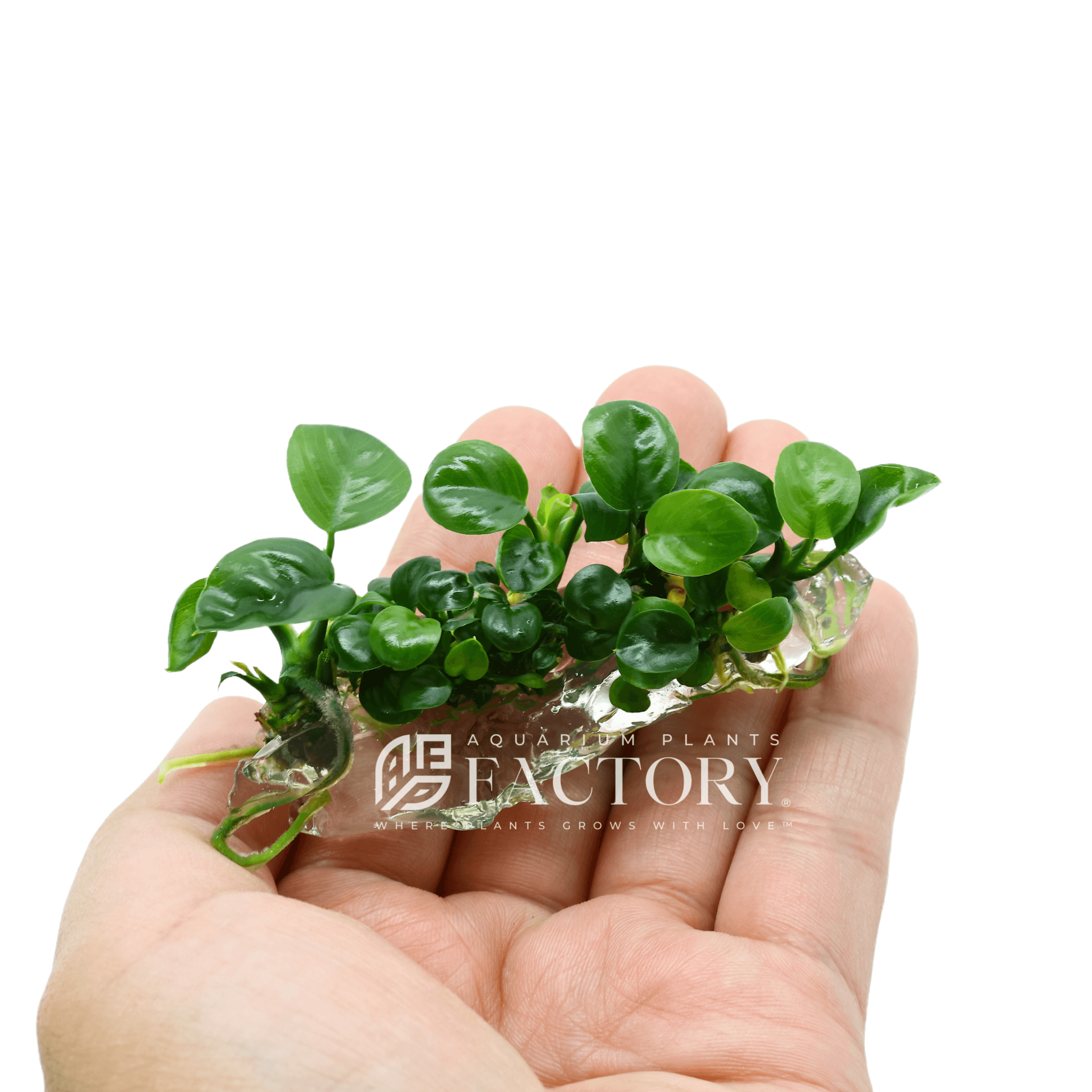 Anubias Barteri Butterfly Tissue Culture | APF Aquarium Plants Factory®