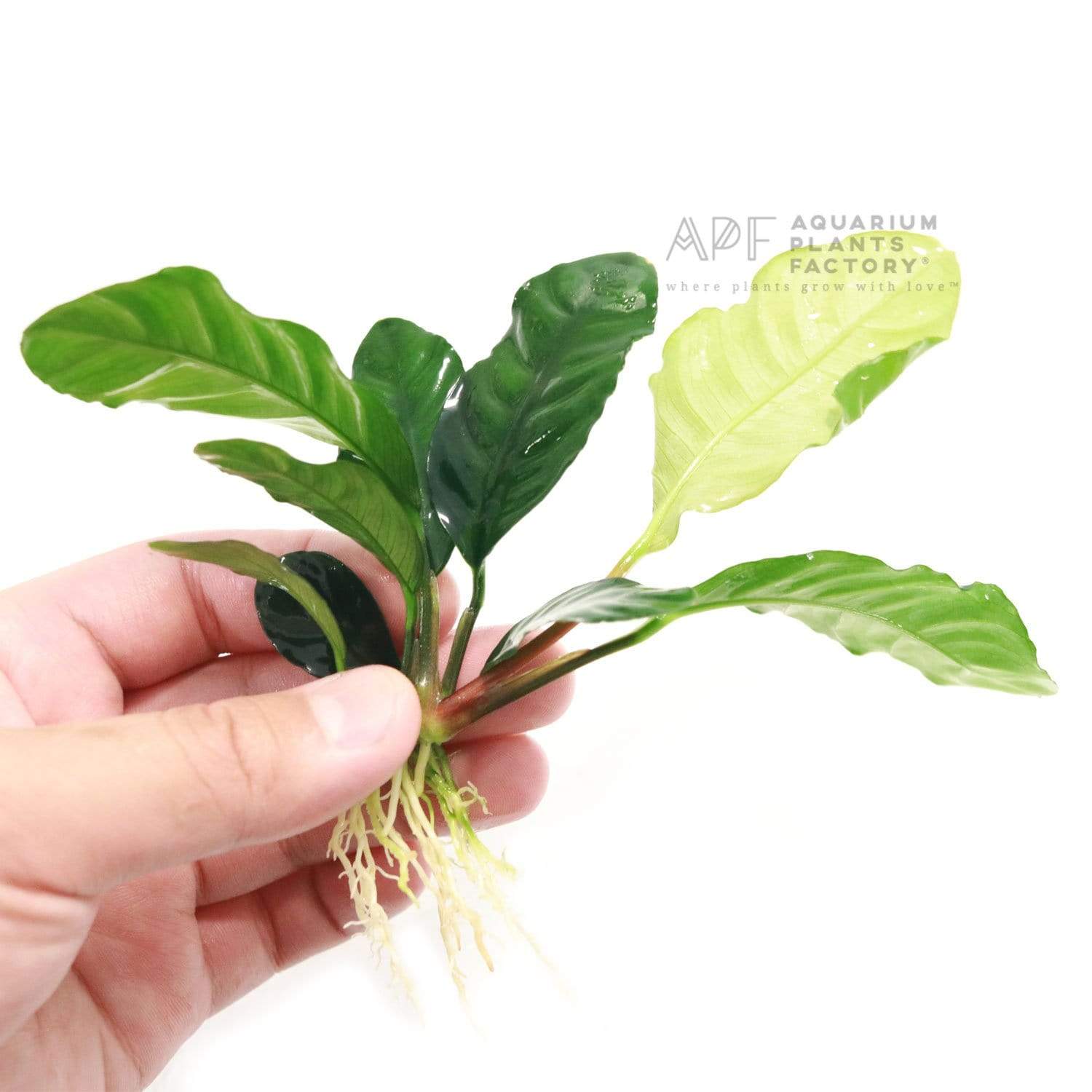 Anubias Coffeefolia - Aquarium Plants Factory