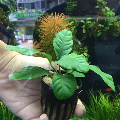 Anubias Coffeefolia - Aquarium Plants Factory